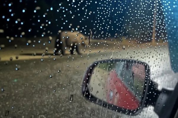 Медведя заметили у поселка Подзь в Койгородском районе