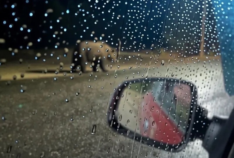 Медведя заметили у поселка Подзь в Койгородском районе