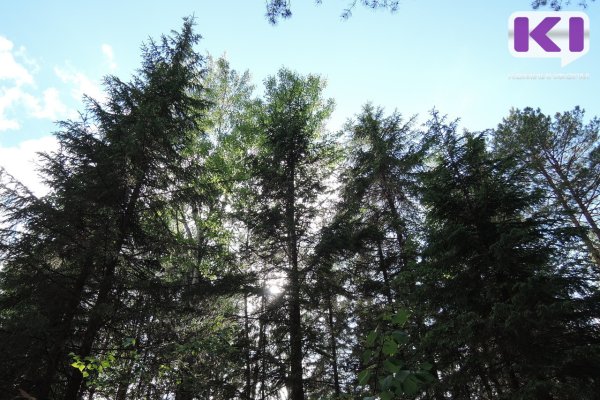 Республика Коми инициирует мораторий на банкротства в лесной отрасли
