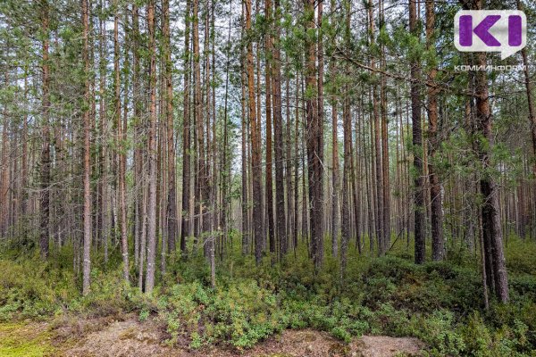 Майские праздники: Минприроды Коми напоминает о правилах пожарной безопасности в лесу
