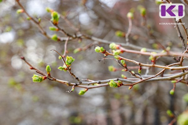Погода в Коми 12 мая: ветрено, +13...+15°С