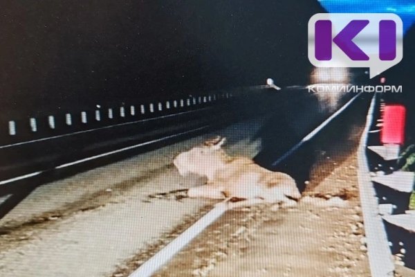 В Коми возле Соколовки машина не поделила дорогу с лосенком  